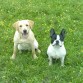 yago ( bull dog frances) y su hermana Lola( labrador)